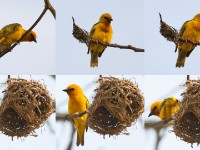 Orange Weaver (Ploceus aurantius)