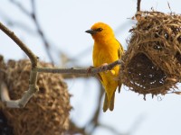 Orange Weaver (Ploceus aurantius)