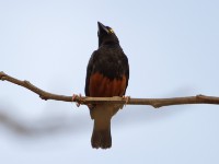 Vieillot's Black Weaver (Ploceus nigerrimus)