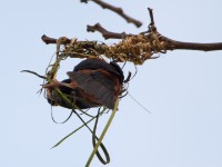 Vieillot's Black Weaver (Ploceus nigerrimus)