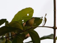 Little Green Sunbird (Anthreptes seimundi)