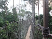 Canopy Walkway Kakum NP