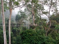 Canopy Walkway Kakum NP