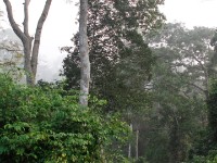 Canopy Walkway Kakum NP