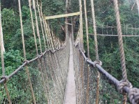 Canopy Walkway Kakum NP