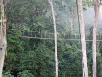 Canopy Walkway Kakum NP