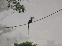 White-crested Hornbill (Horizocerus albocristatus)