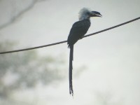 White-crested Hornbill (Horizocerus albocristatus)