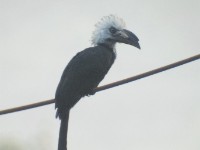White-crested Hornbill (Horizocerus albocristatus)