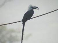 White-crested Hornbill (Horizocerus albocristatus)