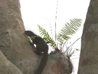 Forest Giant Squirrel (Protoxerus stangeri)