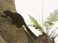 Forest Giant Squirrel (Protoxerus stangeri)