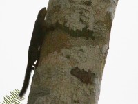 Forest Giant Squirrel (Protoxerus stangeri)