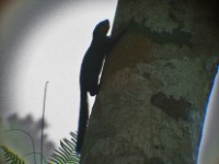 Forest Giant Squirrel (Protoxerus stangeri)