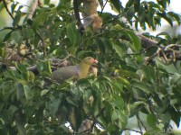 African Green Pigeon (Treron calvus)