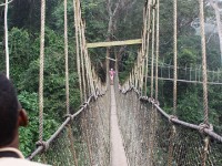 Canopy Walkway Kakum NP