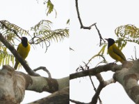 Black-winged Oriole (Oriolus nigripennis)