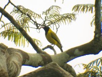 Black-winged Oriole (Oriolus nigripennis)
