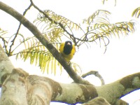 Black-winged Oriole (Oriolus nigripennis)