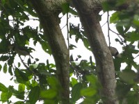 Rufous-crowned Eremomela (Eremomela badiceps)