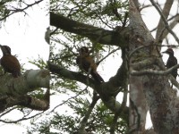 Fire-bellied Woodpecker (Dendropicos pyrrhogaster)