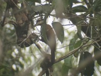 Fire-bellied Woodpecker (Dendropicos pyrrhogaster)