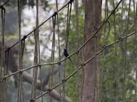 Velvet-mantled Drongo (Dicrurus modestus)