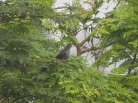 Blue Malkoha (Ceuthmochares aereus)