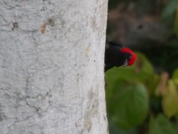 Red-headed Malimbe (Malimbus rubricollis)