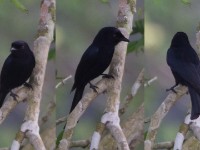 Velvet-mantled Drongo (Dicrurus modestus)