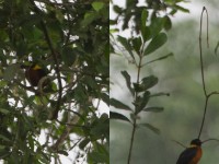 Yellow-mantled Weaver (Ploceus tricolor)