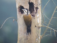 Fire-bellied Woodpecker (Dendropicos pyrrhogaster)