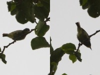 Grey-chinned Sunbird (Anthreptes rectirostris)