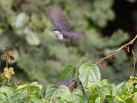 Fraser's Forest Flycatcher (Fraseria ocreata)