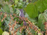 Fraser's Forest Flycatcher (Fraseria ocreata)