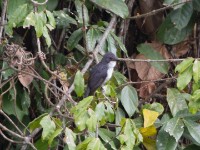 Fraser's Forest Flycatcher (Fraseria ocreata)