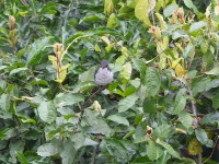 Fraser's Forest Flycatcher (Fraseria ocreata)