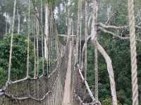 Canopy Walkway Kakum NP