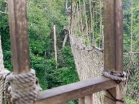 Canopy Walkway Kakum NP