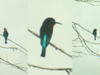 Black Bee-eater (Merops gularis)