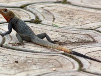 Red-headed Rock Agama (Agama agama)