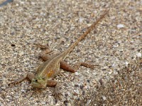 Red-headed Rock Agama (Agama agama)