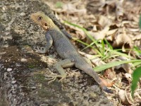 Red-headed Rock Agama (Agama agama)