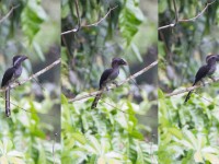 Black Dwarf Hornbill (Horizocerus hartlaubi)