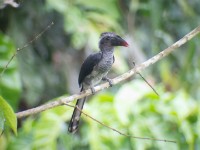 Black Dwarf Hornbill (Horizocerus hartlaubi)