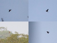 Blue-throated Roller (Eurystomus gularis)