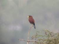 Blue-throated Roller (Eurystomus gularis)