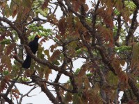 Violet Turaco (Musophaga violacea)