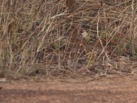 White-throated Francolin (Peliperdix albogularis)