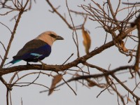 Blue-bellied Roller (Coracias cyanogaster)
